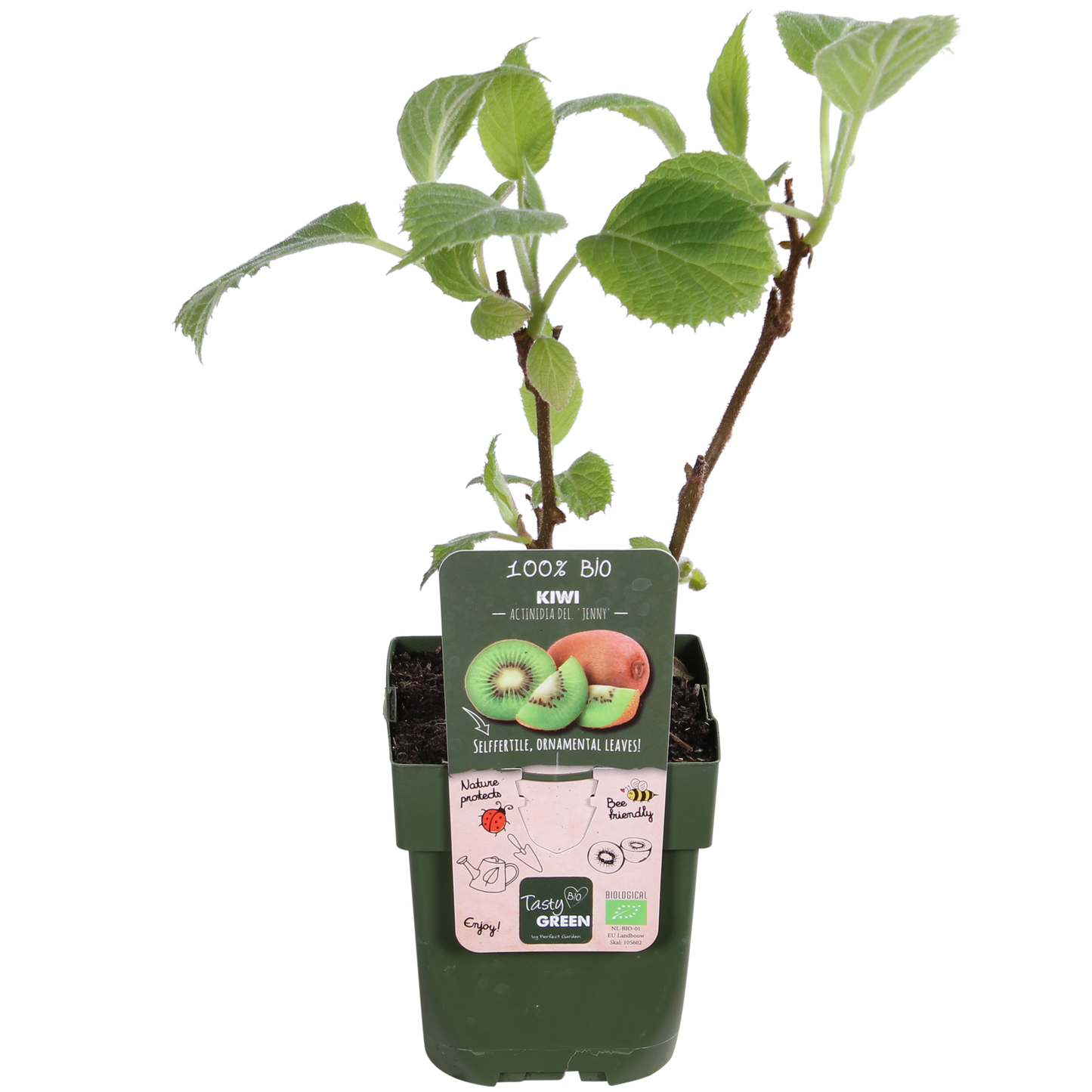 3x Actinidia deliciosa 'Jenny' – Pflegerleichte Kiwipflanze Ø13cm