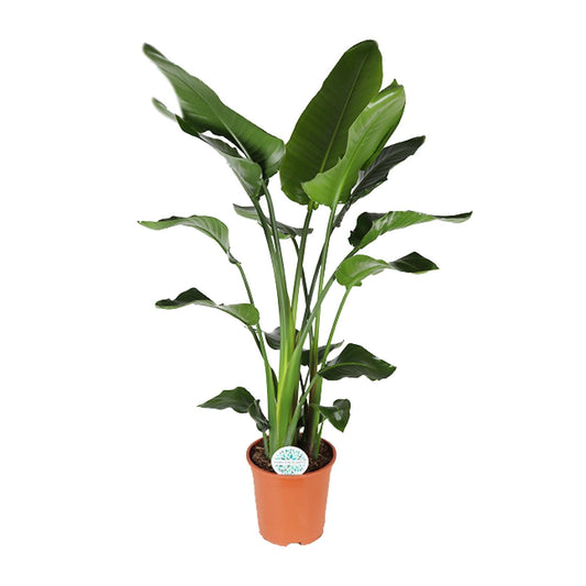 Strelitzia Nicolai – Exotische Paradiesvogelblume Ø27cm