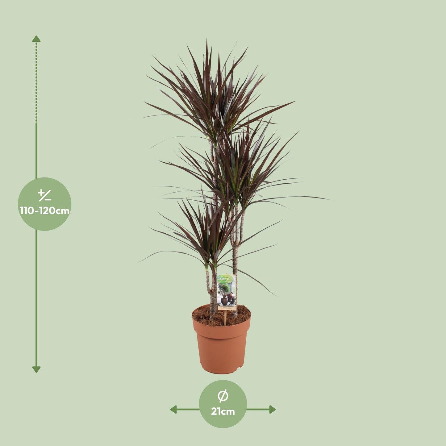 Dracaena Magenta – Pflegeleichter Drachenbaum Ø21cm, 120cm hoch