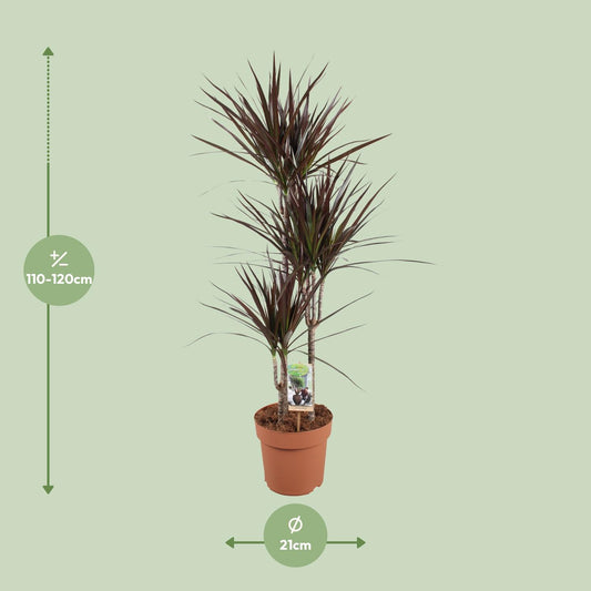 Dracaena Magenta – Pflegeleichter Drachenbaum Ø21cm, 120cm hoch