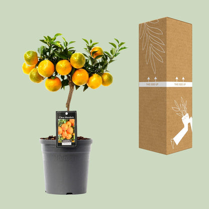 Mandarine - Zitruspflanze Ø16cm, ca. 45cm hoch
