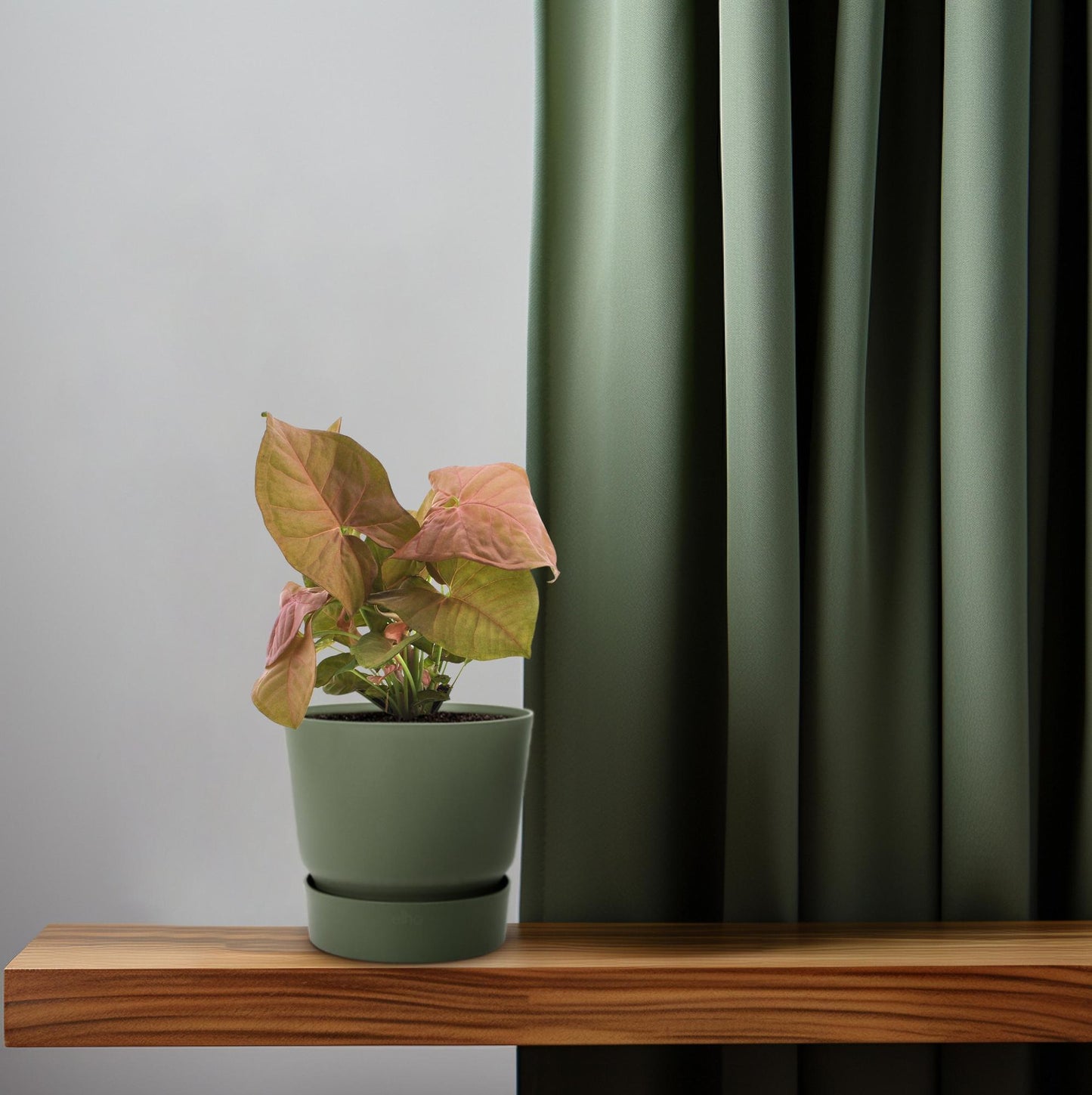 Syngonium Neon – Pflegeleichte Pfeilspitzenpflanze Ø12cm