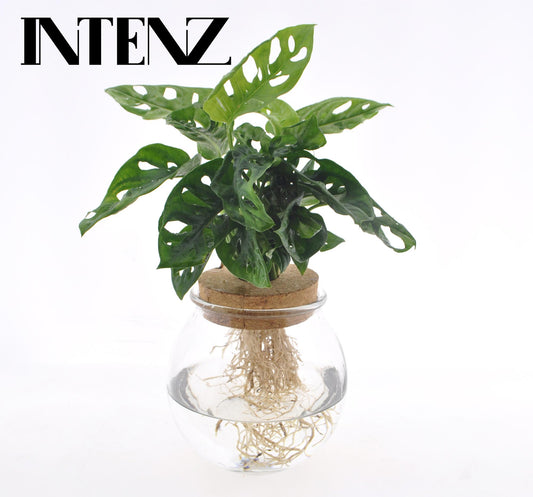 Monstera Adansonii Hydroponie im Glas Ø12cm