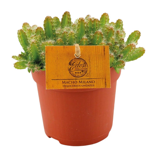Hylocereus Undatus Kaktus Ø11cm, Höhe 15cm – Pflegeleicht & Modern