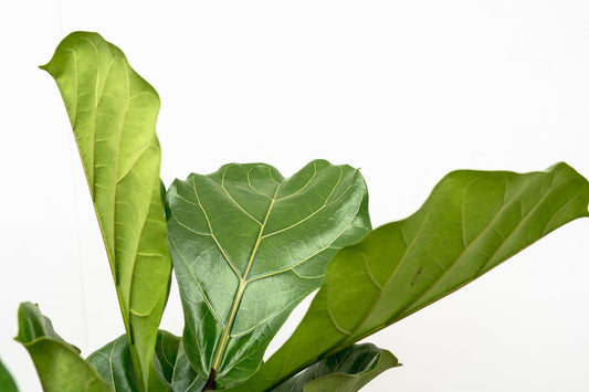 Ficus Lyrata vertakt XL – Geigenfeige 190 cm