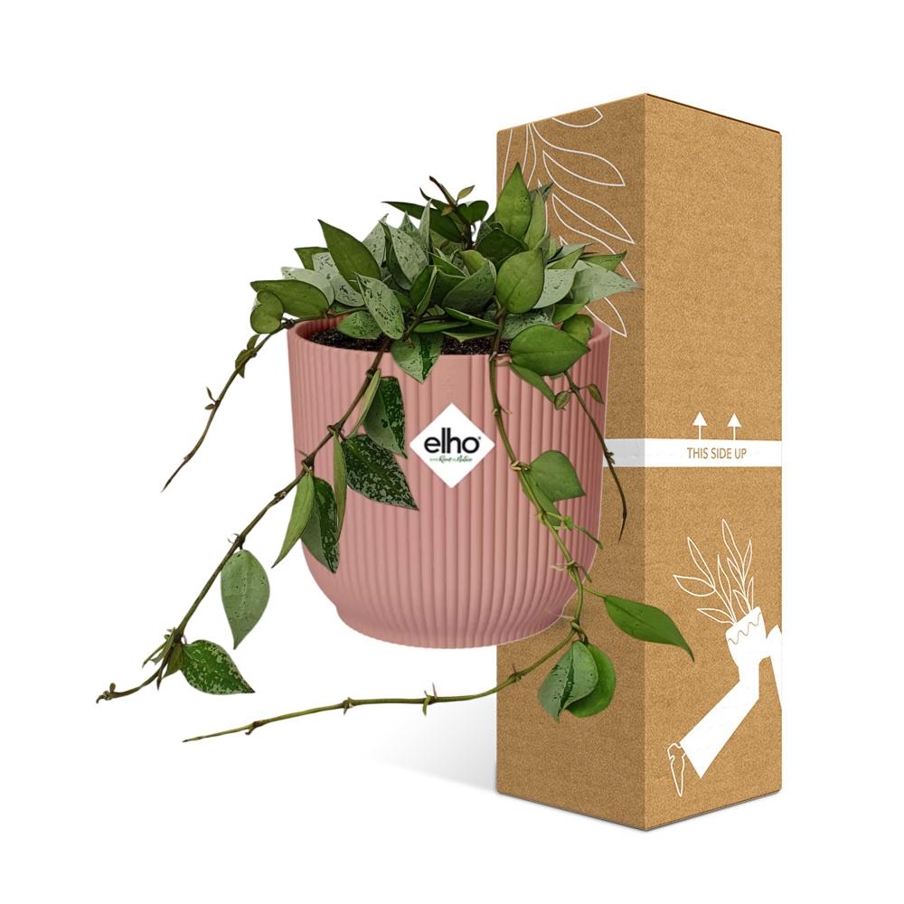 Hoya Krohniana Eskimo – Pflegeleichte Wachsblume in Rosé 14cm