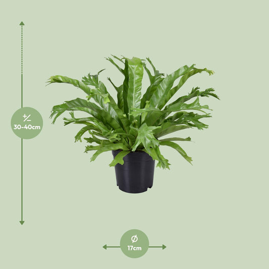 Asplenium nidus Crissie – Pflegeleichter Nestfarn Ø17cm