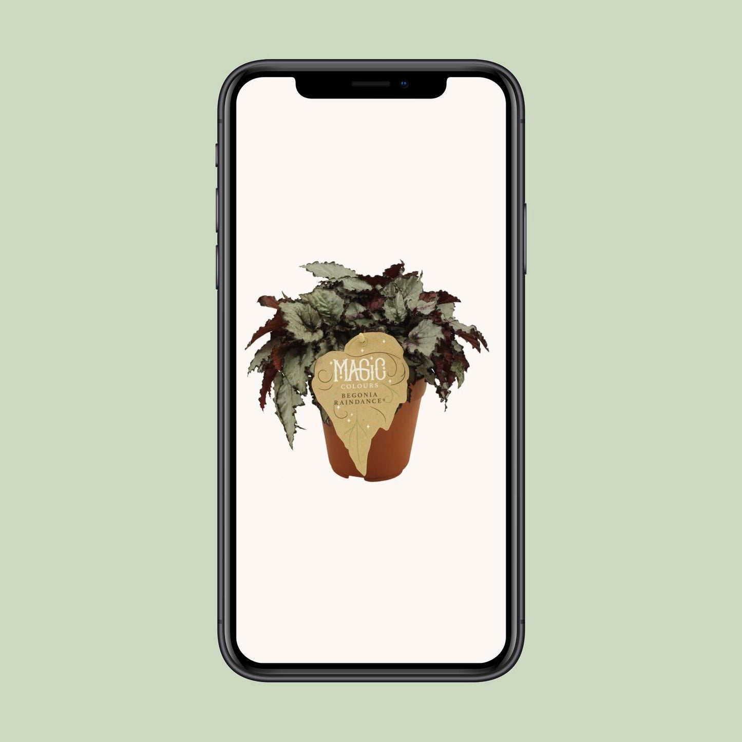 Begonia Rex Raindance – Farbenfrohe, pflegeleichte Zimmerpflanze Ø12 cm