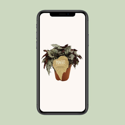 Begonia Rex Raindance – Farbenfrohe, pflegeleichte Zimmerpflanze Ø12 cm