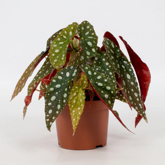 Begonie Blad Maculata 'Wightii' – Pflegeleicht & Trendpflanze Ø12cm