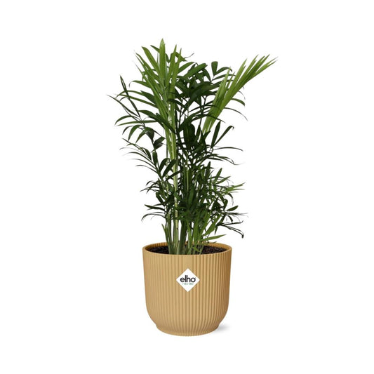 Chamaedorea Elegans Zwergbergpalme in ELHO Vibes Fold 14cm Gelb