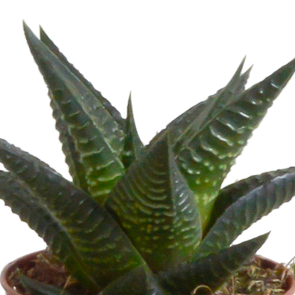 Gasteria & Haworthia Sukkulenten 5er Set im weißen Topf