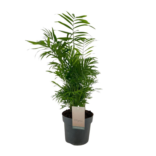 Chamaedorea Elegans – Zwergpalme Ø17cm, 50cm hoch