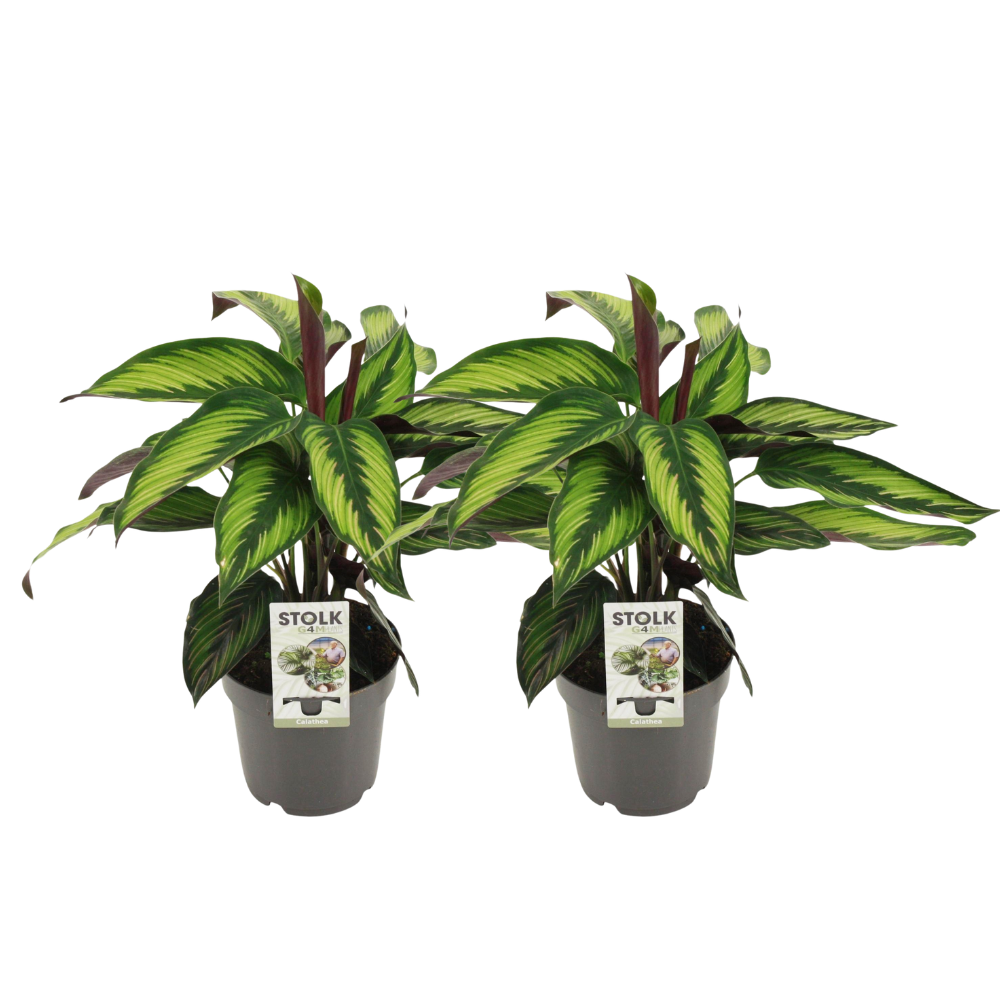 Calathea Majestica Princeps – 2er-Set, Ø14cm, ca. 45cm Höhe