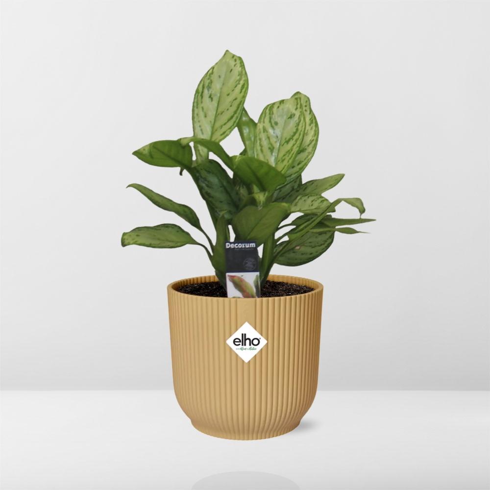 Aglaonema Christina in ELHO Vibes Fold 14cm Gelb – Pflegeleichte Zimmerpflanze