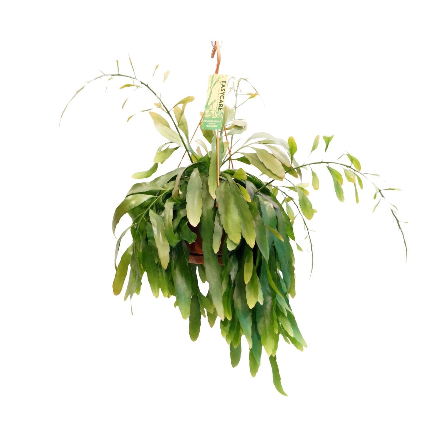 Pseudorhipsalis Ramulosa Red Coral – Pflegeleichte Zimmerpflanze Ø21 cm