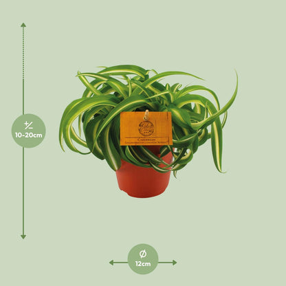 Chlorophytum Bonnie – pflegeleichte Spiderpflanze Ø12cm