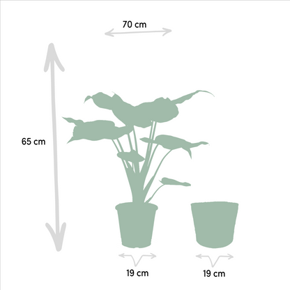 Alocasia Cucullata & Wentii im Selin Korb Ø19cm, 60cm