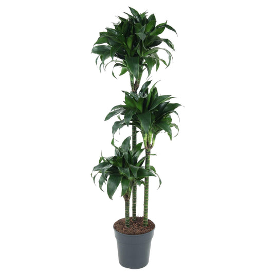 Dracaena Tatuade – 140 cm pflegeleichte Zimmerpflanze