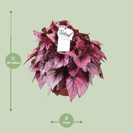 Begonia Beleaf Indian Summer – Farbintensive Zimmerpflanze Ø17cm