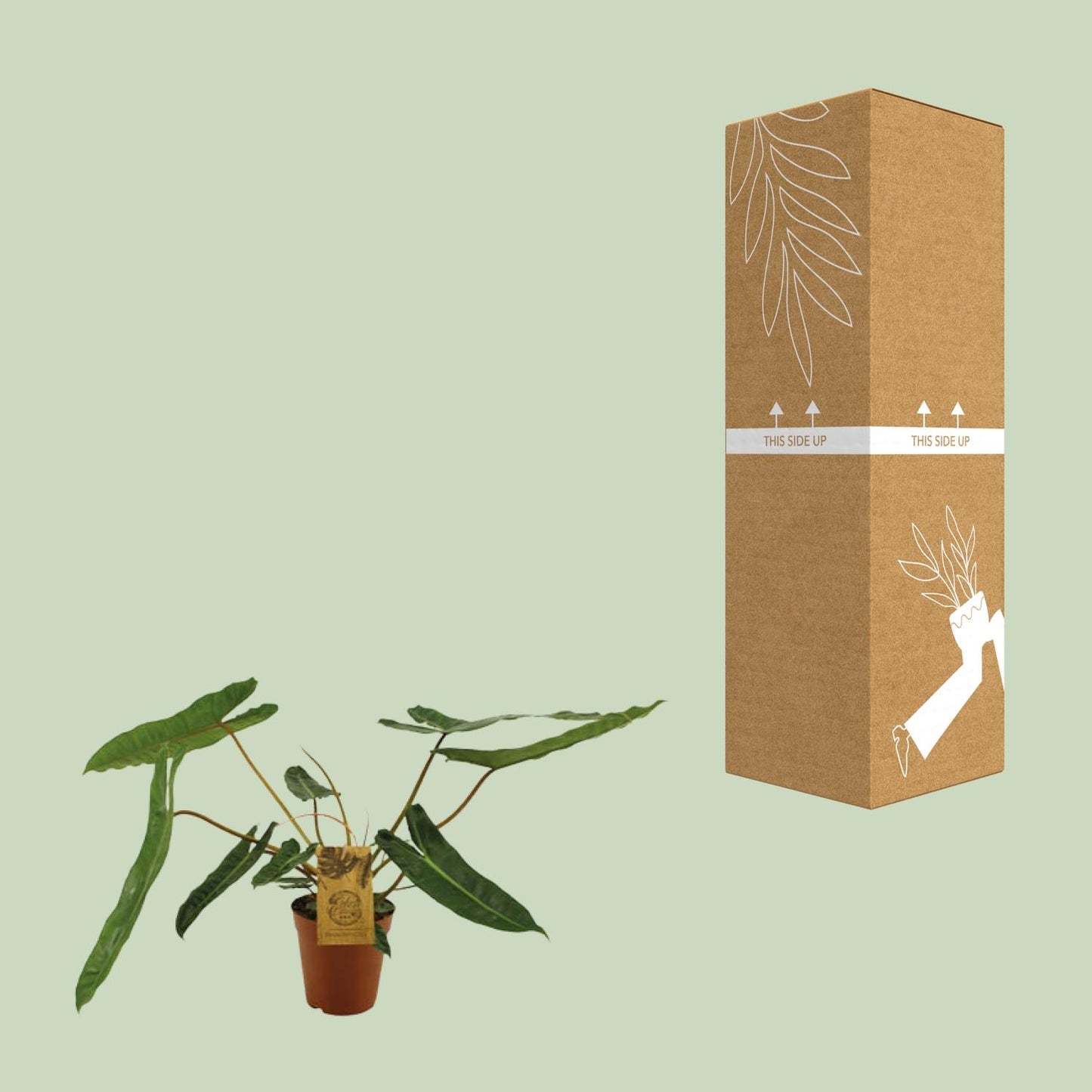 Philodendron Billetiae – Pflegeleichte Zimmerpflanze Ø15cm