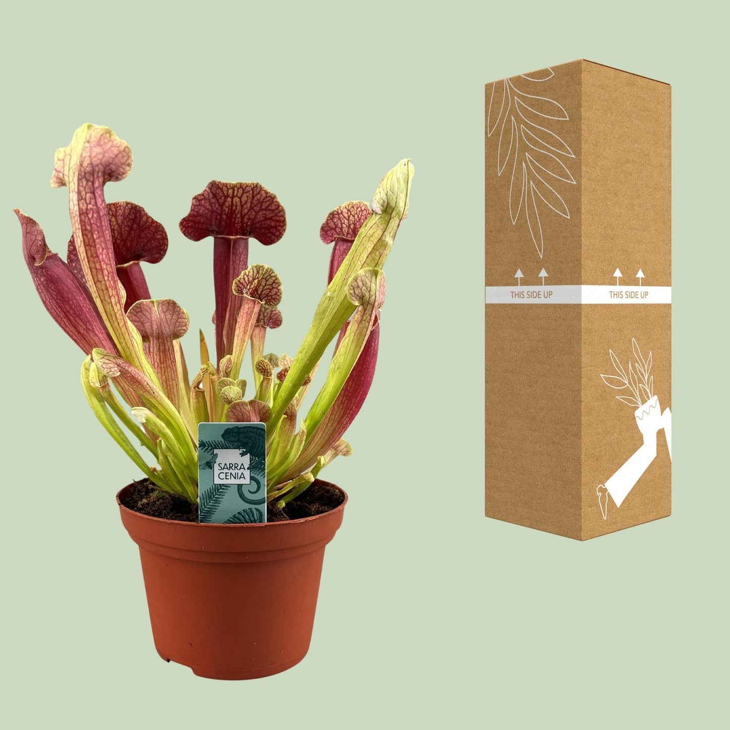 Sarracenia Barba – Schlauchpflanze Ø12cm, 25cm hoch