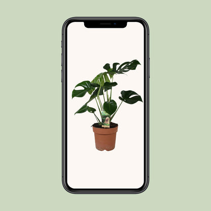 Monstera Deliciosa – Pflegeleichte tropische Zimmerpflanze Ø21cm
