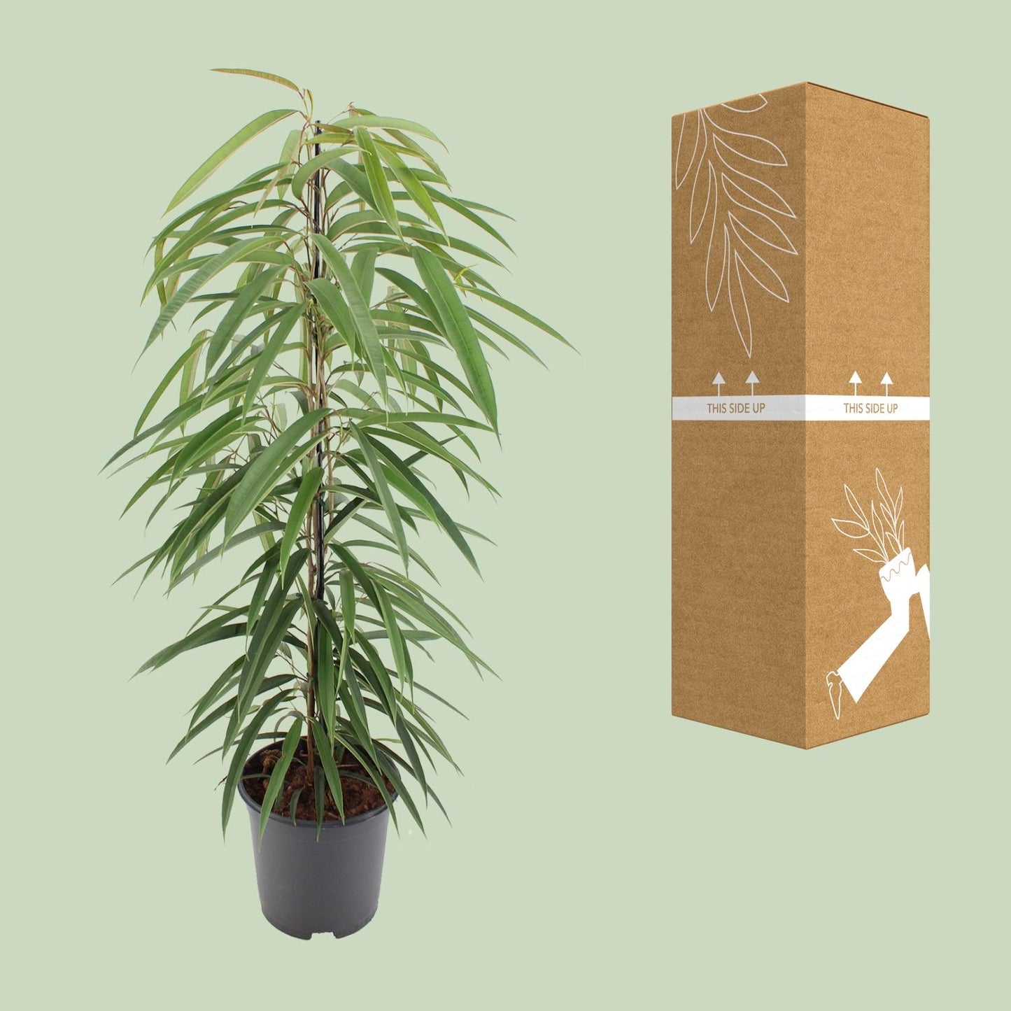 Ficus Binnendijkii Alii – Pflegeleichte luftreinigende Zimmerpflanze Ø21cm