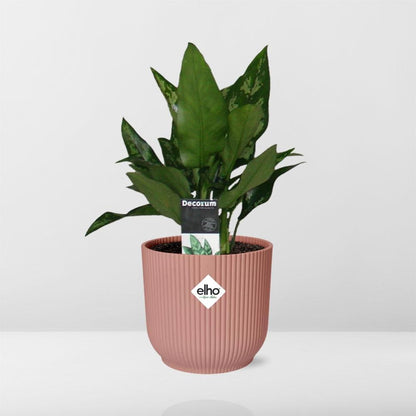 Aglaonema Maria – Pflegeleichte tropische Zimmerpflanze im ELHO Vibes Fold 14cm Topf