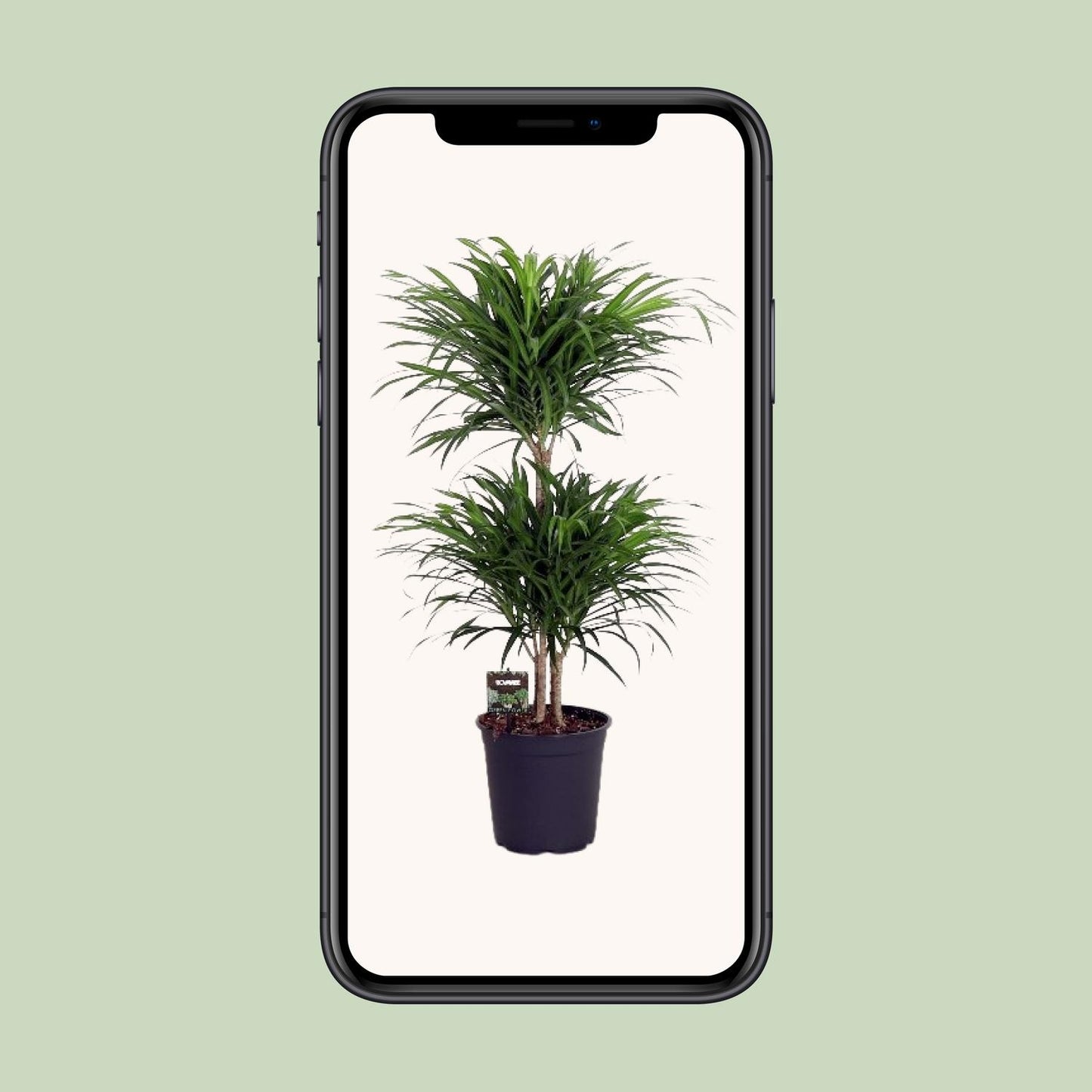 Dracaena Reflexa Anita – Pflegeleichter Drachenbaum Ø24cm, 90cm hoch