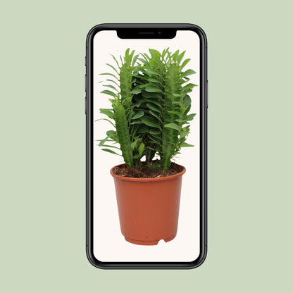 Afrikanischer Milchbaum – Pflegeleichte Sukkulente Ø12cm, 40cm