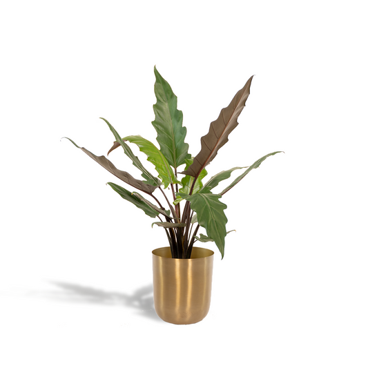 Alocasia Lauterbachiana Ø19cm im Mayk Gold Topf