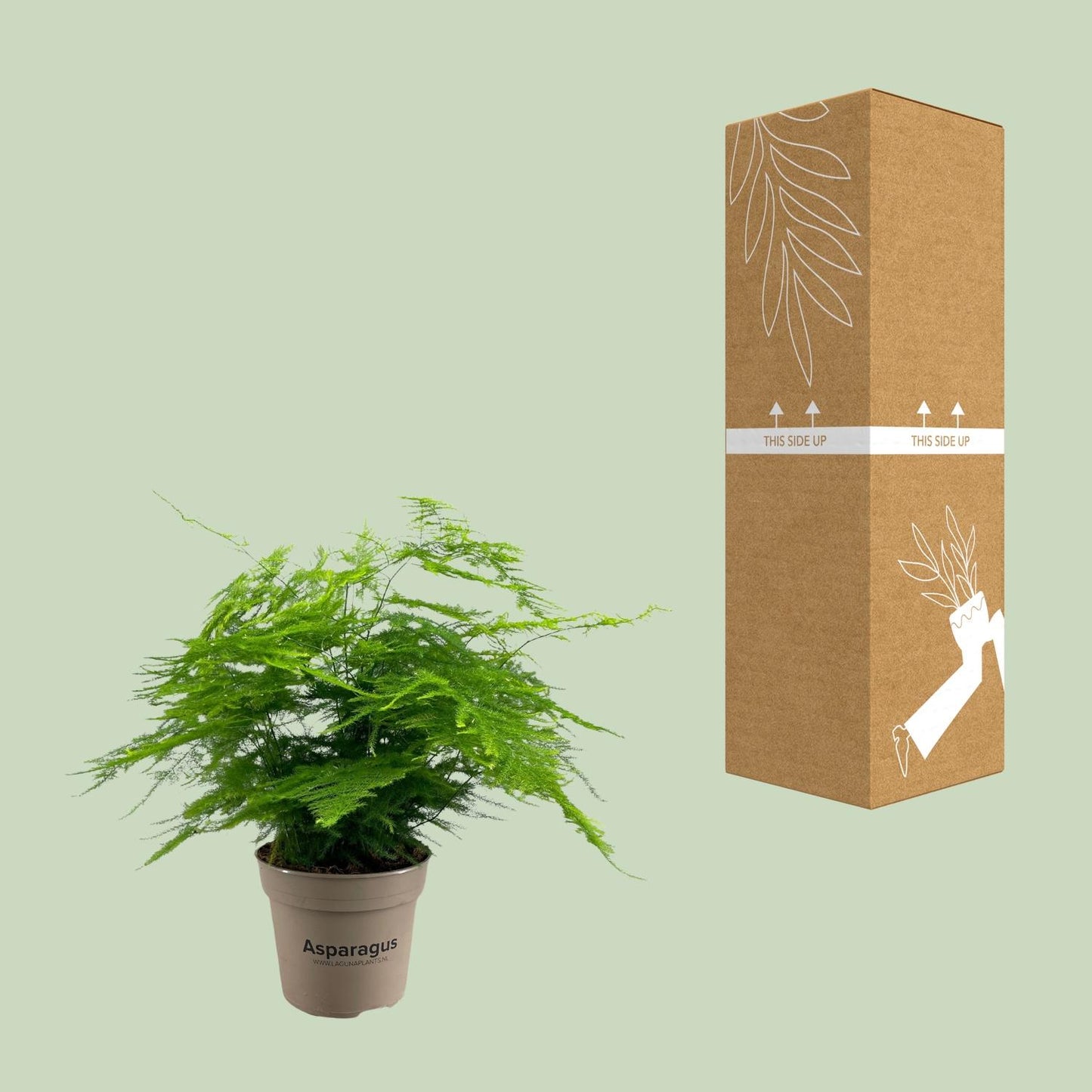 Asparagus Setaceus - Luftreinigende Zimmerpflanze Ø15cm