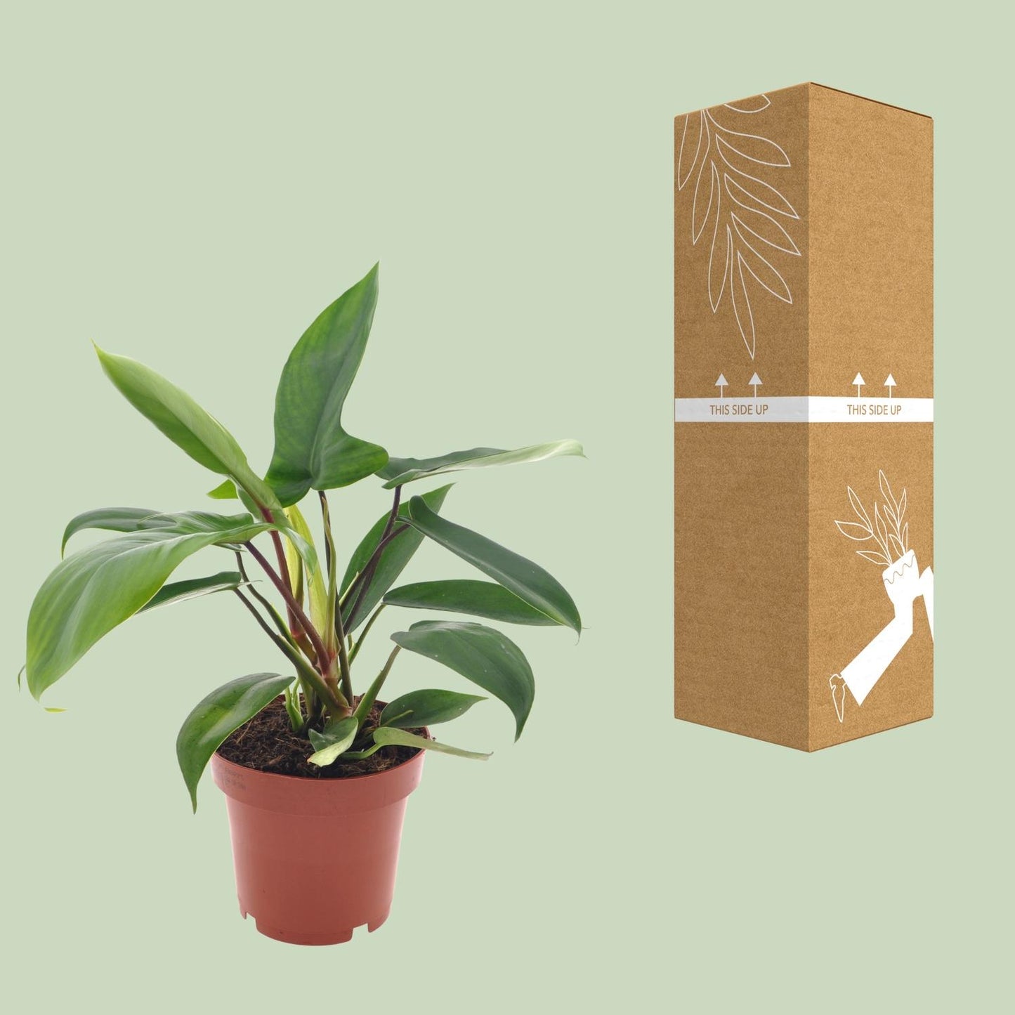 Philodendron Florida Green – Pflegeleichte Zimmerpflanze Ø12cm