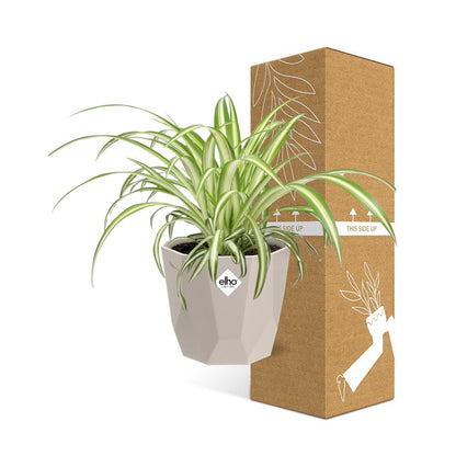 Chlorophytum Comosum Variegatum – Spinnenpflanze in ELHO b.for rock 14 cm