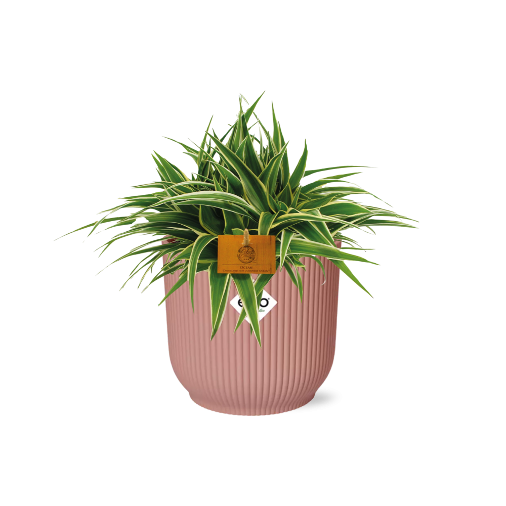 Chlorophytum Ocean 15cm im ELHO Vibes Fold Topf rosa