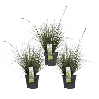 3x Carex brunnea 'Variegata' – Buntes, pflegeleichtes Ziergras Ø14cm