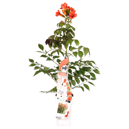 Campsis Summer Jazz Fire – Rote Trompeten-Kletterpflanze Ø19cm