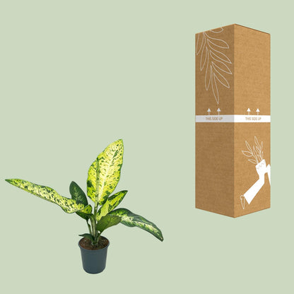 Dieffenbachia Mars – Exotische, pflegeleichte Zimmerpflanze Ø24cm