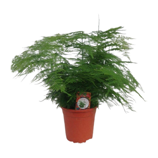 Asparagus setaceus Ø17cm – Eleganter Spargel-Farn