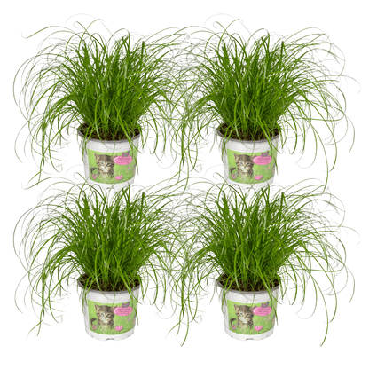 Cyperus Alternifolius – 4er Set, pflegeleicht & robust