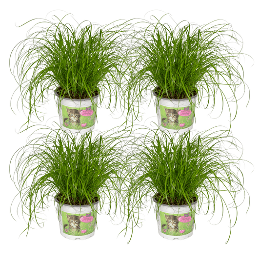 Cyperus Alternifolius – 4er Set, pflegeleicht & robust