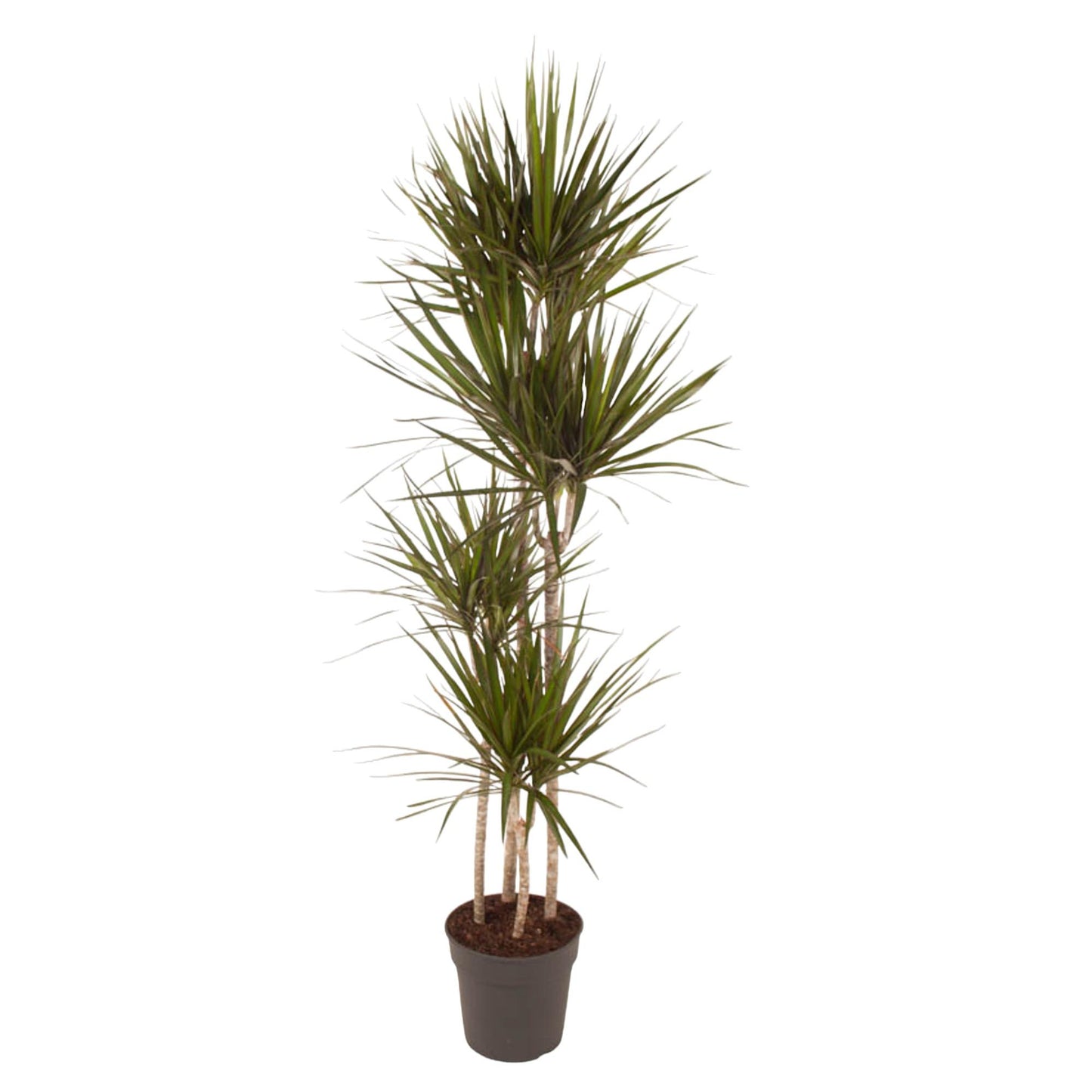 Dracaena Marginata – Elegante, pflegeleichte Zimmerpflanze 180 cm