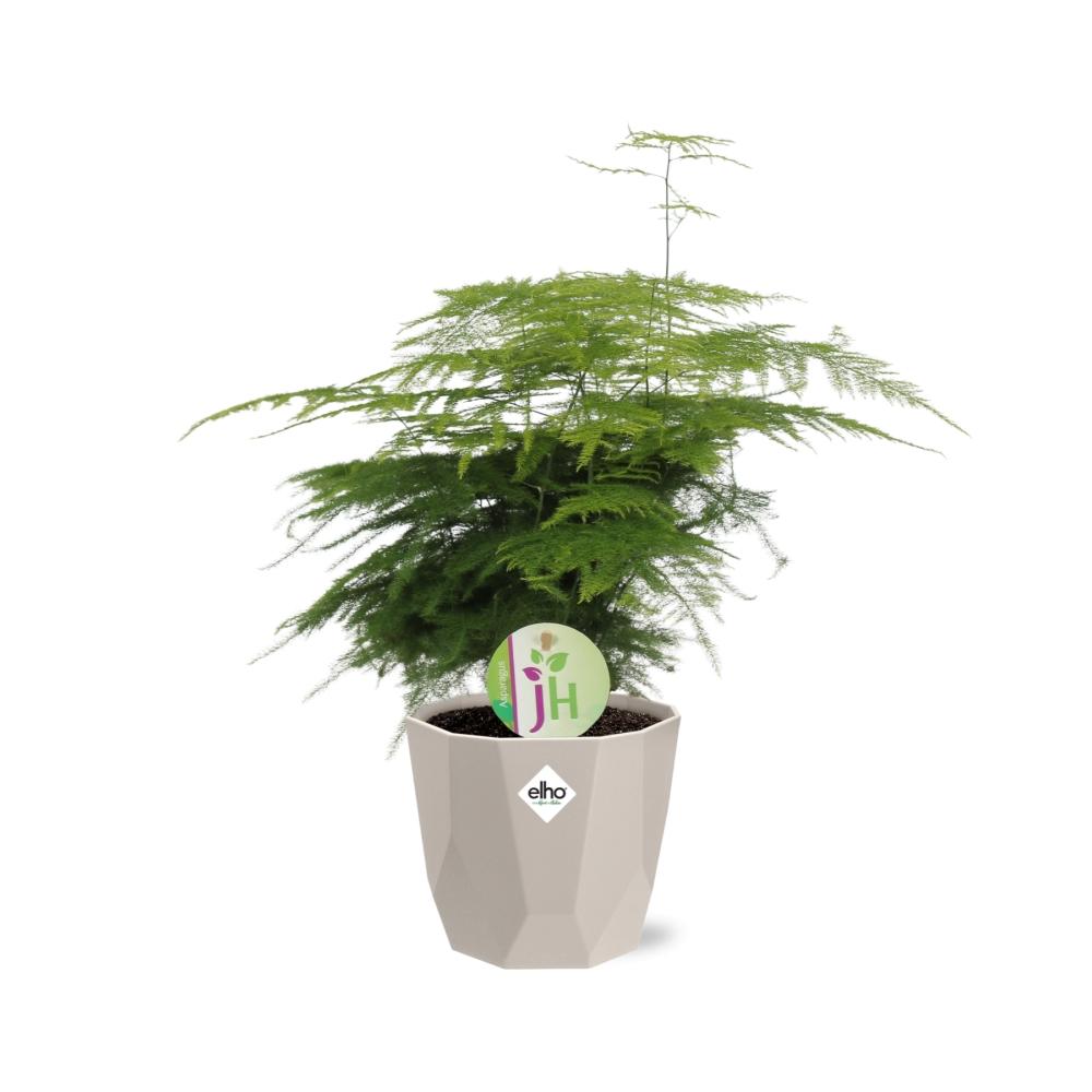 Spargelfarn ‘Plumosus’ in ELHO b.for rock 14 cm warm grey