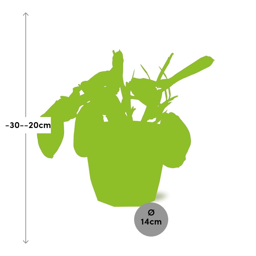 Maranta Leuconeura ‘Fascinator’ Tricolor 14 cm in ELHO b.for rock Topf