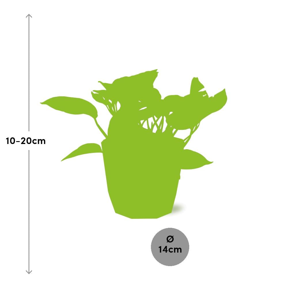 Scindapsus Marble Queen in ELHO b.for rock 14 cm warm grey