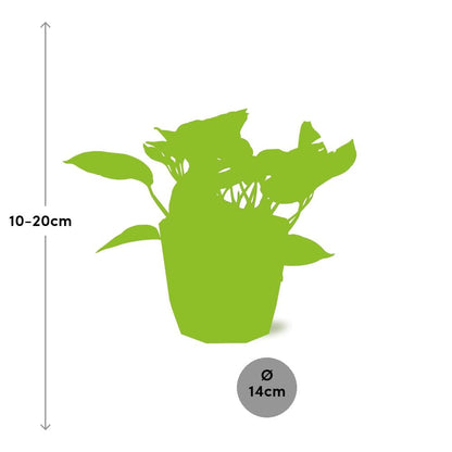 Scindapsus Marble Queen in ELHO b.for rock 14 cm warm grey