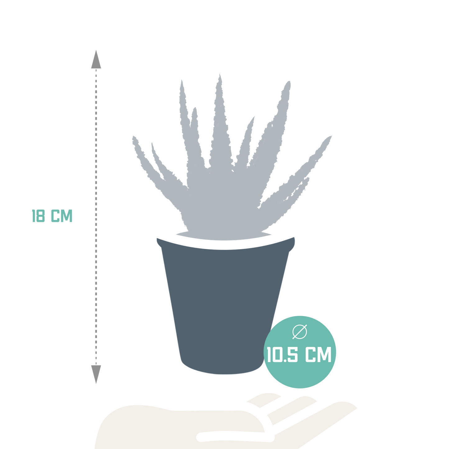 Aloe Zebrina Dannyz 10,5 cm – pflegeleichte Zimmerpflanze