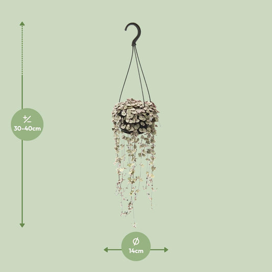 Herzblattpflanze Variegata – Ø14cm – Pflegeleicht & Dekorativ