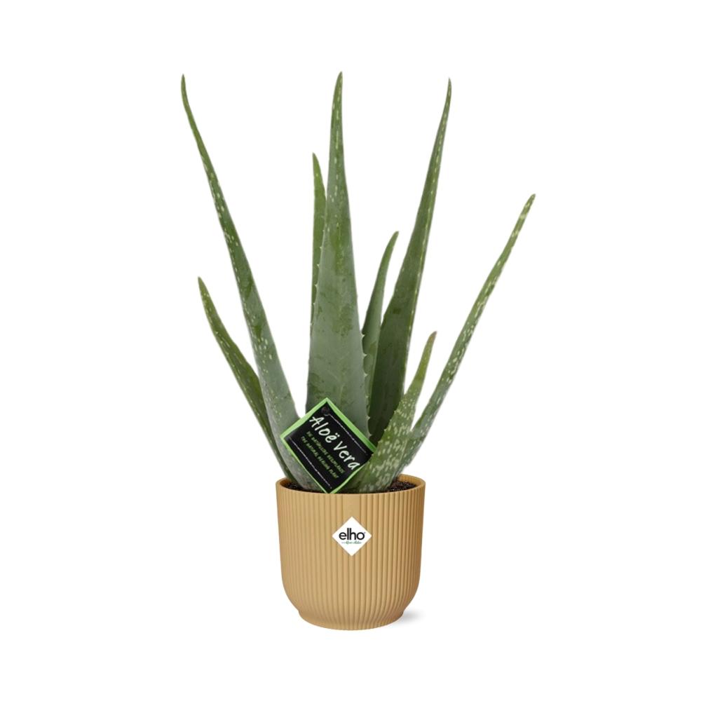 Aloe Vera 12cm in ELHO Vibes Fold 14cm Gelb – Pflegeleichte Sukkulente